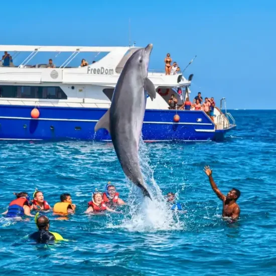 Dolphin House Excursion — image 1