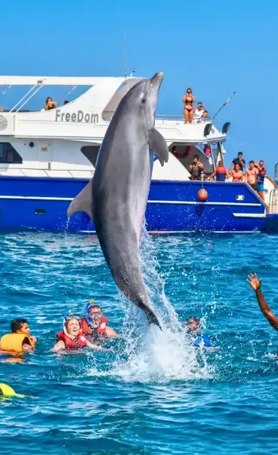 Dolphin House Excursion — image 1