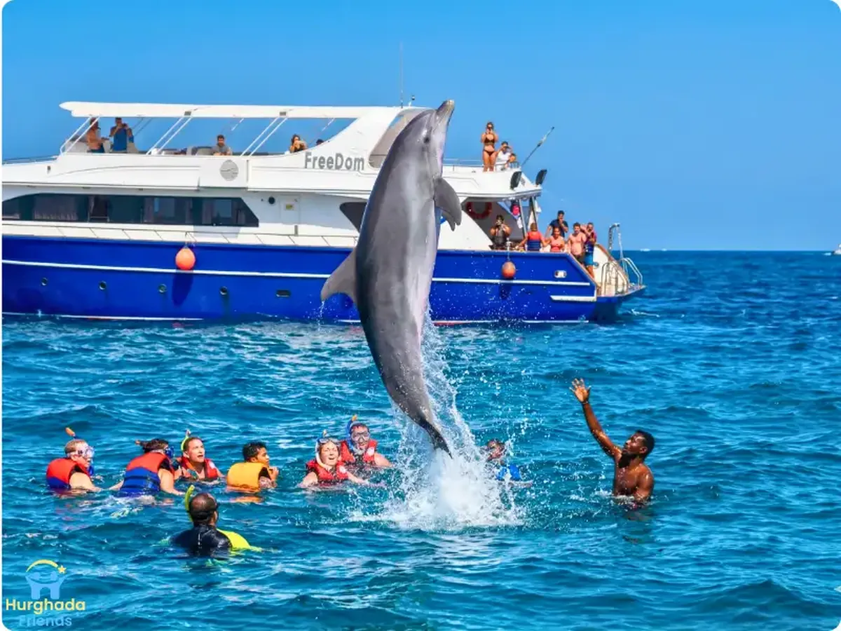 Dolphin House Excursion — image 1