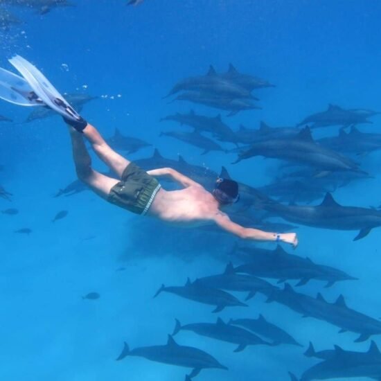 Dolphin House Excursion — image 2
