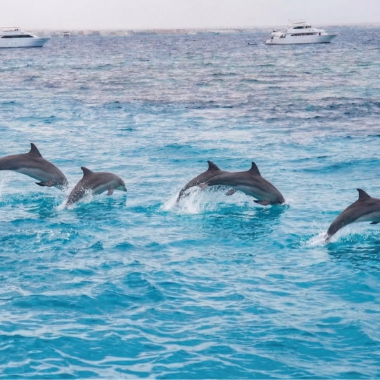 Dolphin House Excursion — image 3
