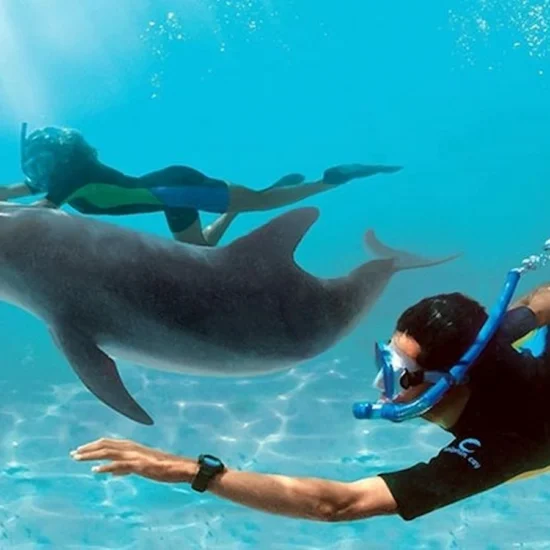 Dolphin House Excursion — image 4
