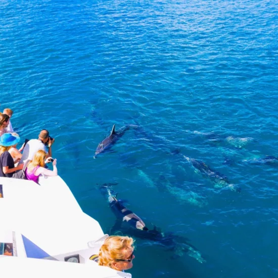 Dolphin House Excursion — image 5