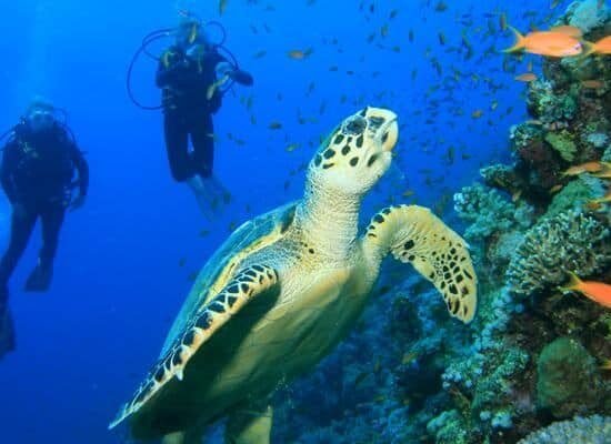 Scuba Diving — image 1