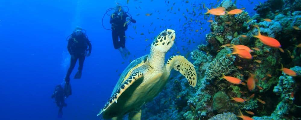 Scuba Diving — image 1