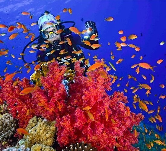 Scuba Diving — image 2