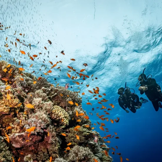 Scuba Diving — image 4