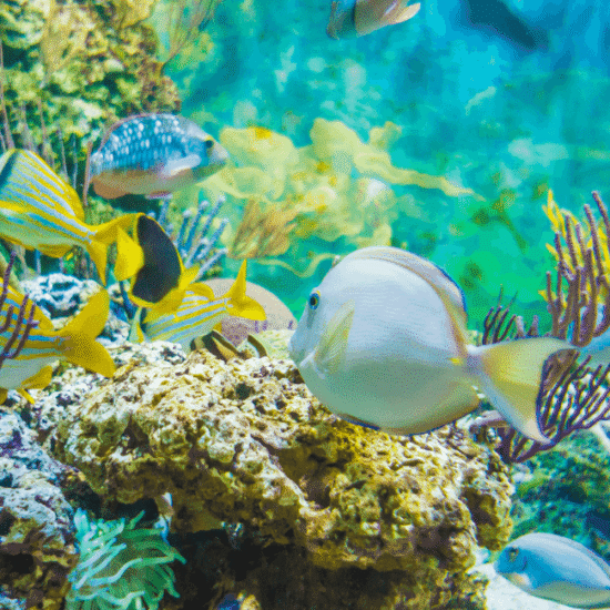 Snorkeling Tour — image 8
