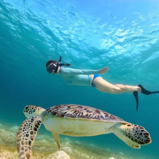 Turtle Bay Snorkeling — image 1