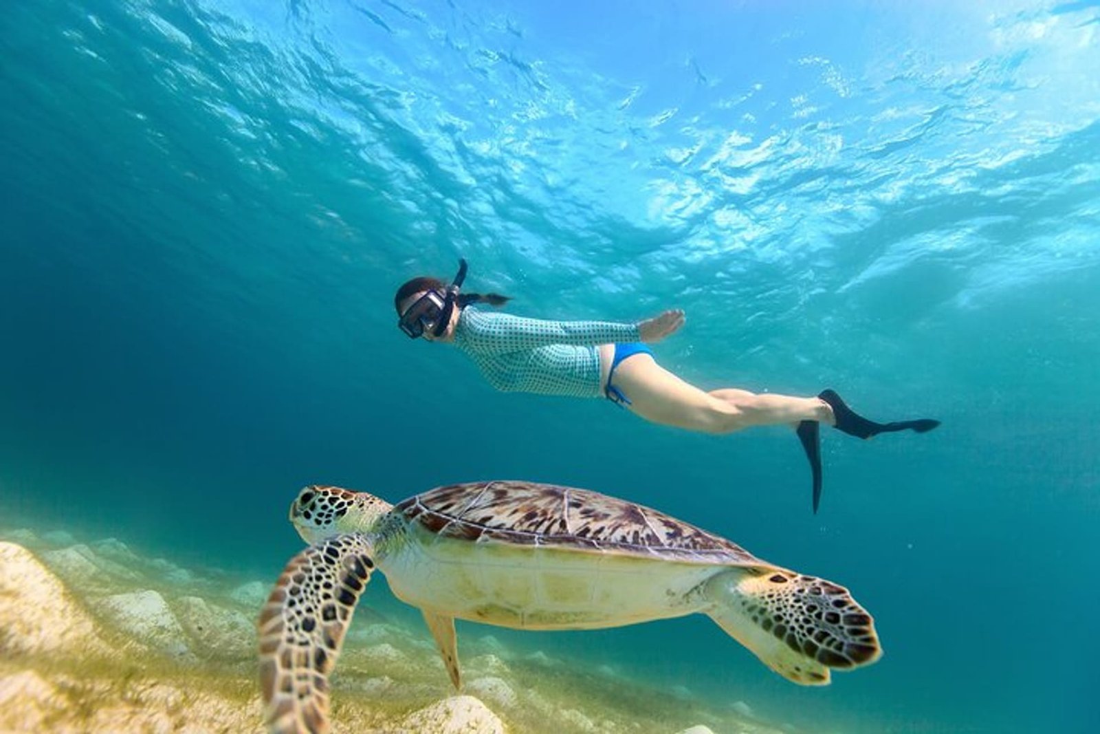 Turtle Bay Snorkeling — image 1