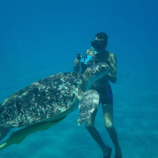 Turtle Bay Snorkeling — image 4