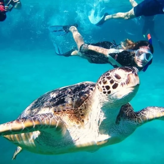 Turtle Bay Snorkeling — image 5