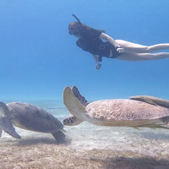 Turtle Bay Snorkeling — image 6
